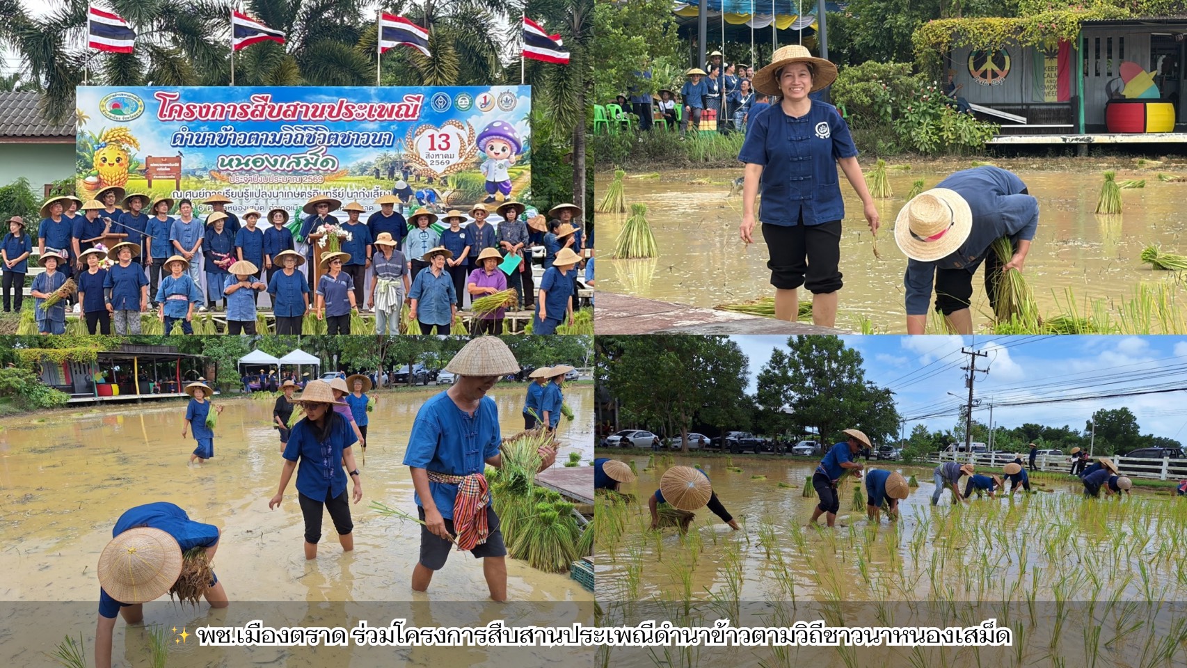 ✨ พช.เมืองตราด ร่วมโครงการสืบสานประเพณีดำนาข้าวตามวิถีชาวนาหนองเสม็ด 
